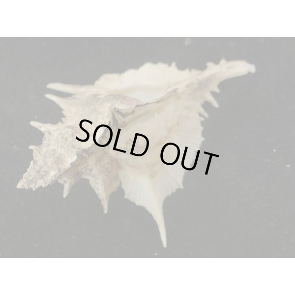 画像3: ガンセキバショウ (3)