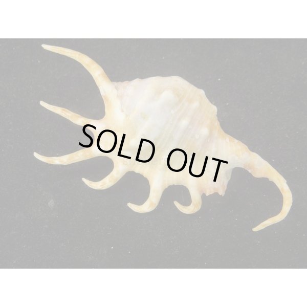 画像2: サソリガイ (2)