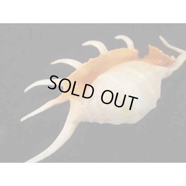 画像3: サソリガイ (3)