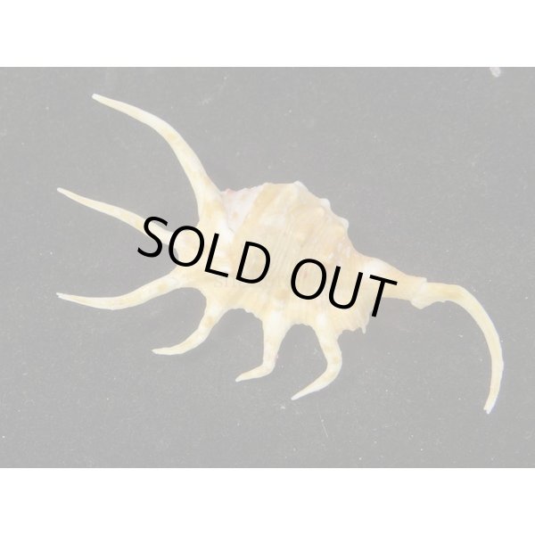 画像2: サソリガイ (2)