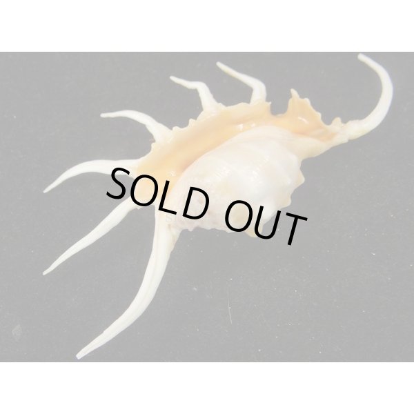 画像3: サソリガイ (3)