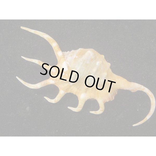 画像2: サソリガイ (2)