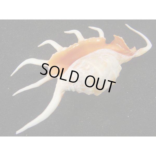 画像3: サソリガイ (3)