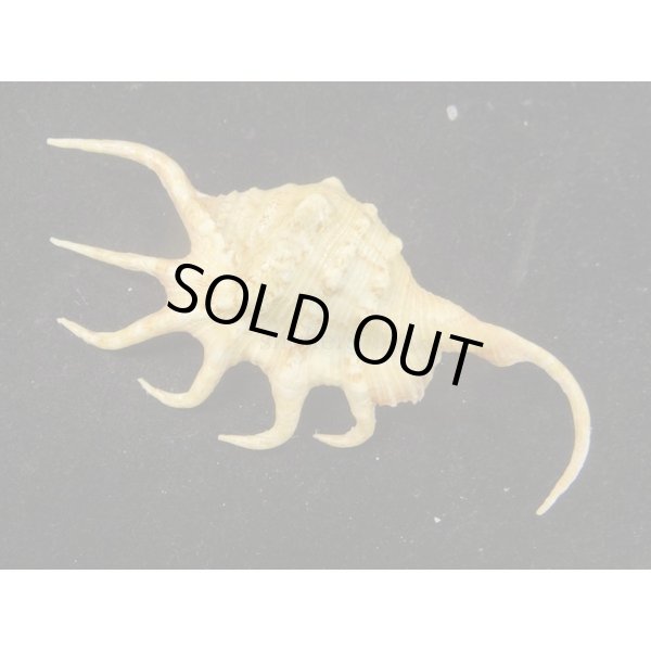 画像2: サソリガイ (2)