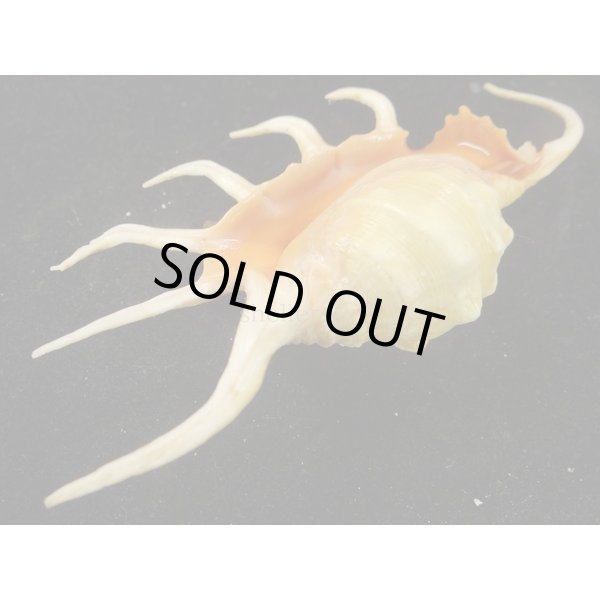 画像3: サソリガイ (3)