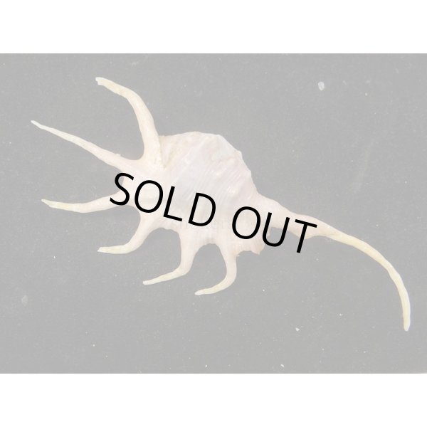 画像2: サソリガイ (2)