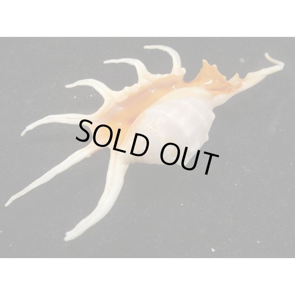 画像3: サソリガイ (3)