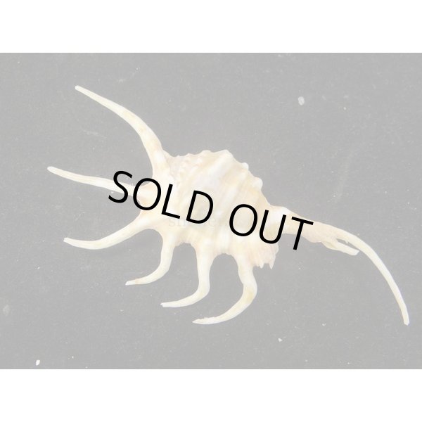 画像2: サソリガイ (2)