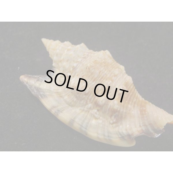 画像2: クリフマイノソデ (2)