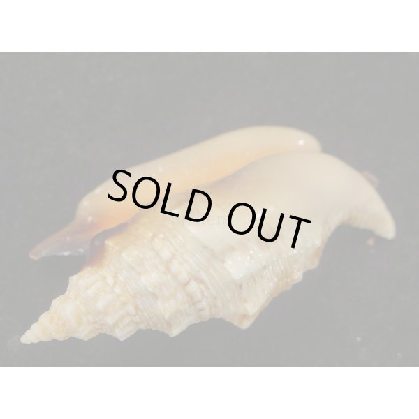 画像3: クリフマイノソデ (3)