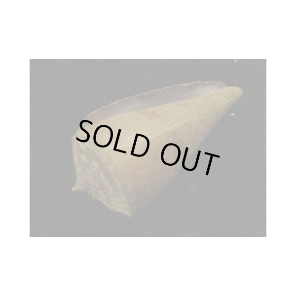 画像3: イナズマアコメ (3)