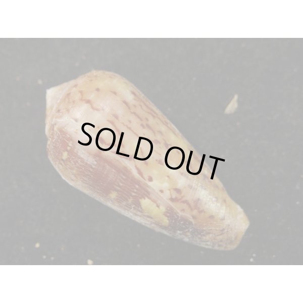 画像2: シラボシベッコウ (2)