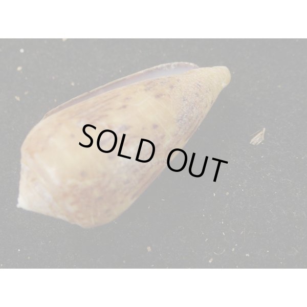 画像3: シラボシベッコウ (3)