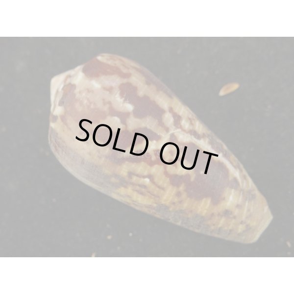 画像2: シラボシベッコウ (2)