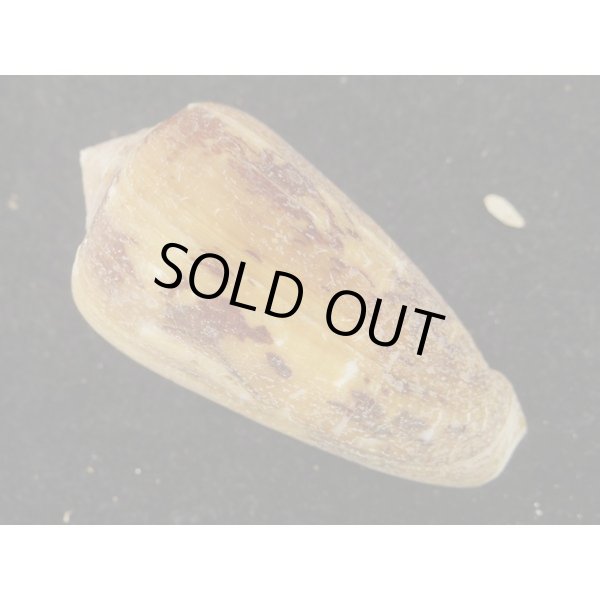 画像2: シラボシベッコウ (2)