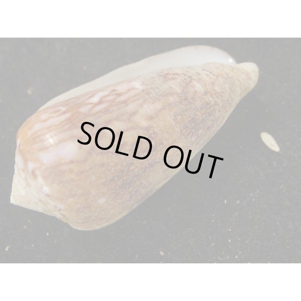 画像3: シラボシベッコウ (3)