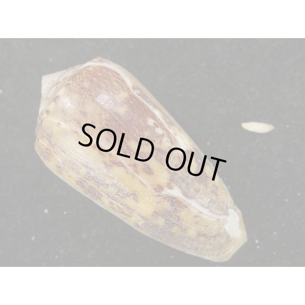 画像2: シラボシベッコウ (2)