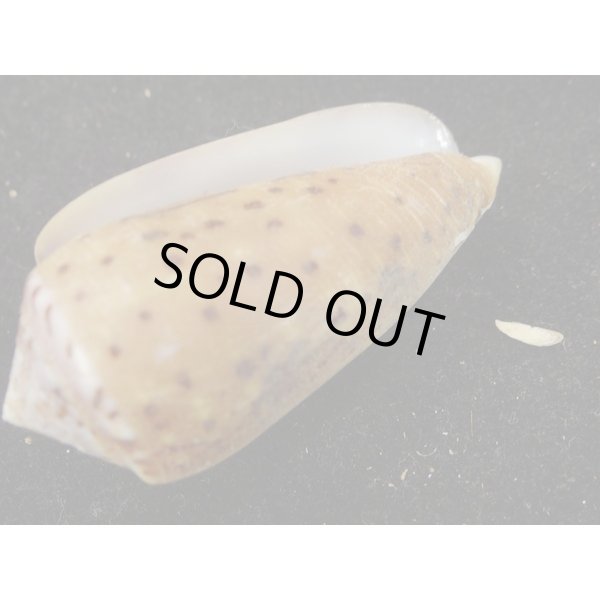 画像3: シラボシベッコウ (3)