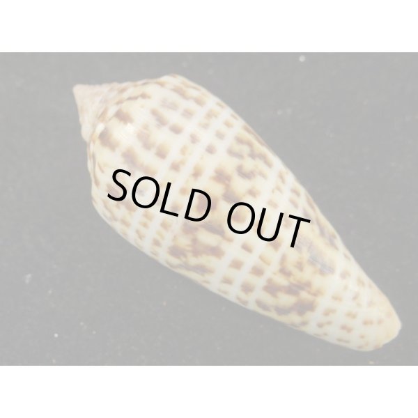 画像2: シャムイモ (2)