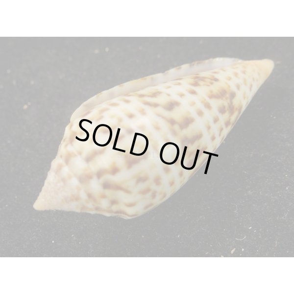 画像3: シャムイモ (3)