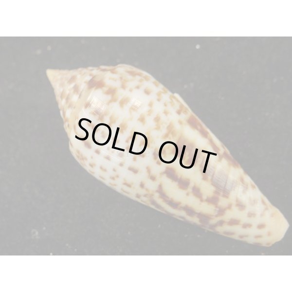 画像2: シャムイモ (2)