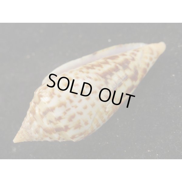 画像3: シャムイモ (3)