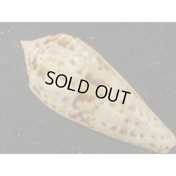 画像2: シャムイモ (2)