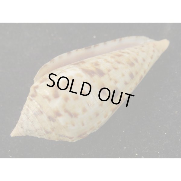 画像3: シャムイモ (3)