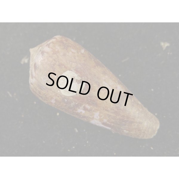 画像2: キノシタイモ (2)