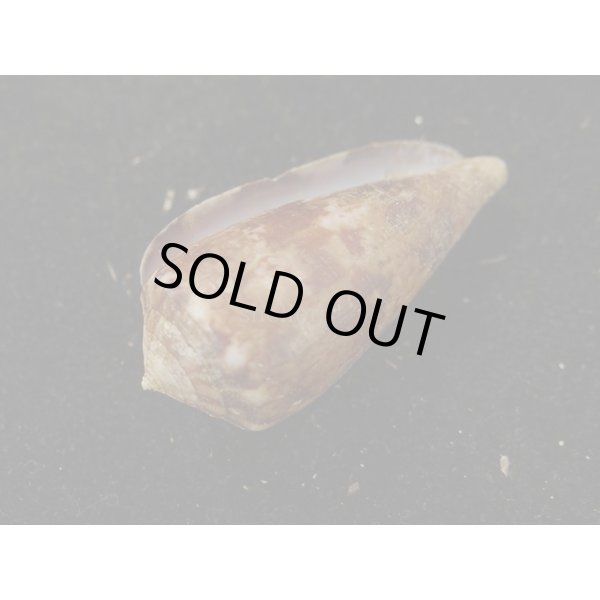 画像3: キノシタイモ (3)