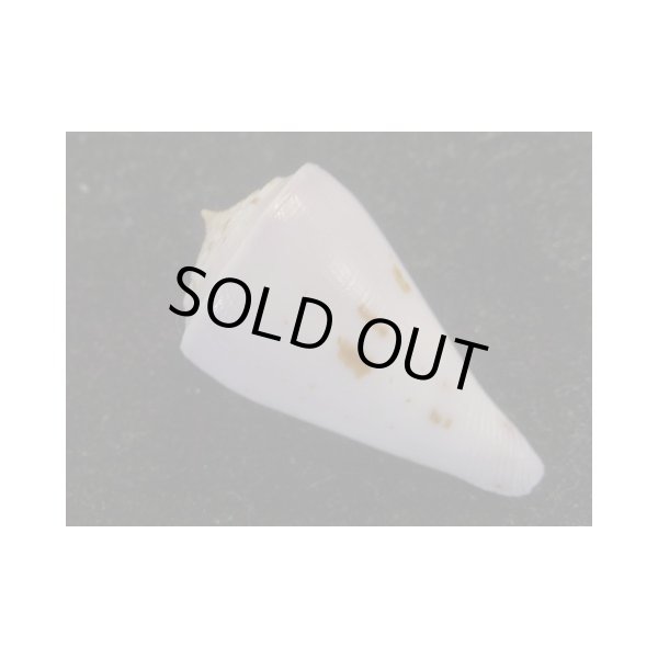 画像2: イナズマアコメ (2)