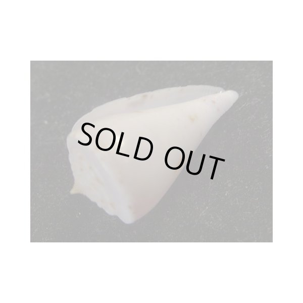 画像3: イナズマアコメ (3)