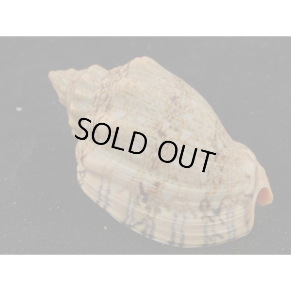 画像2: アフリカボラ　大 (2)