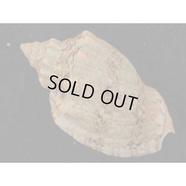 画像3: アフリカボラ　大 (3)