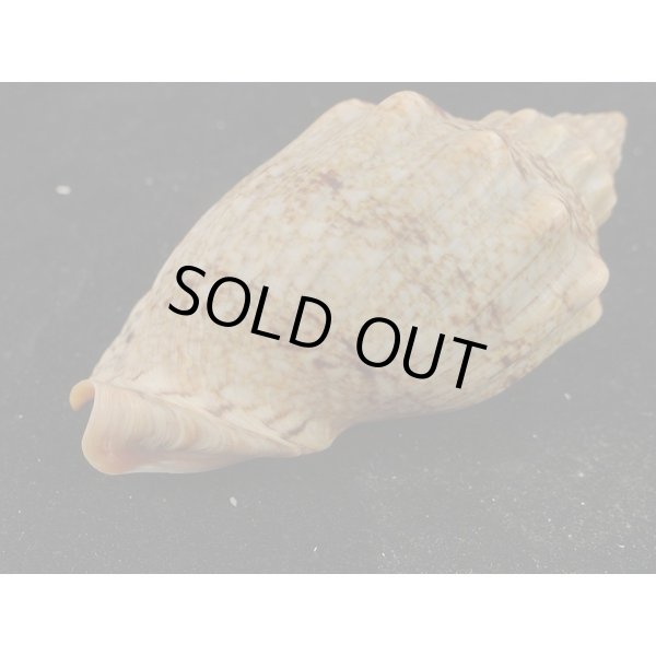 画像4: アフリカボラ　大 (4)