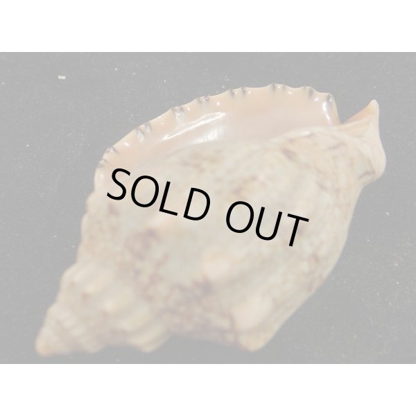 画像5: アフリカボラ　大 (5)