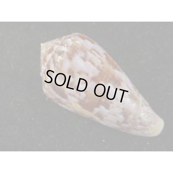 画像2: キノシタイモ (2)