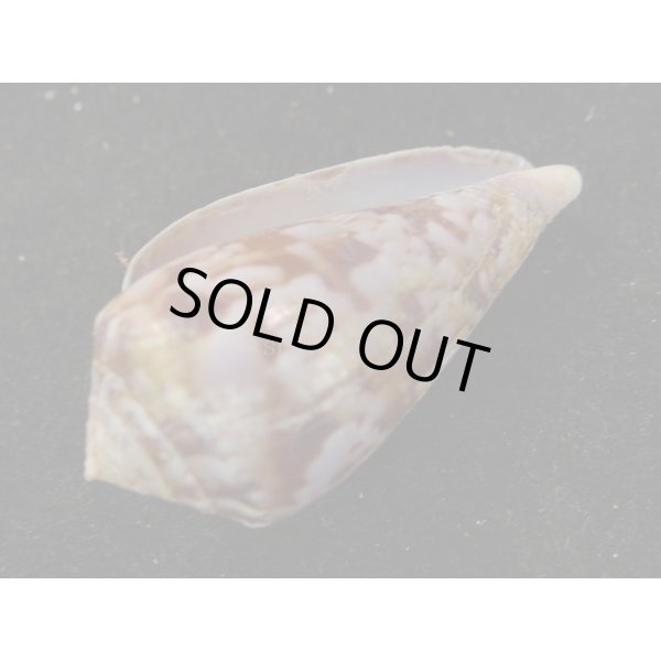 画像3: キノシタイモ (3)