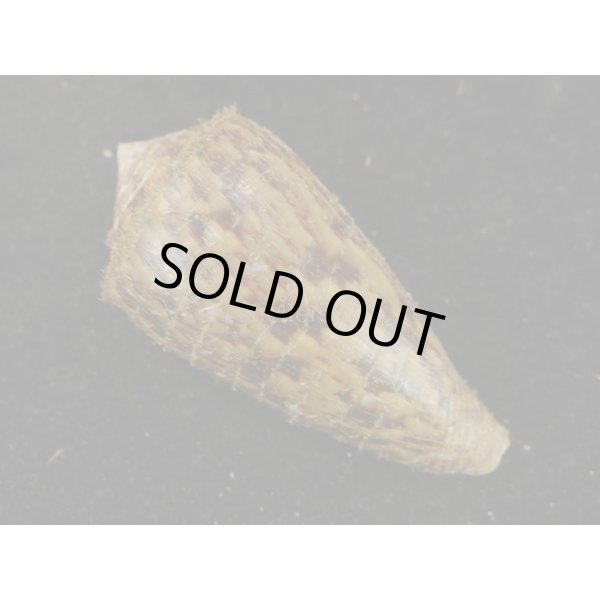 画像2: キノシタイモ (2)