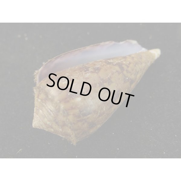 画像3: キノシタイモ (3)