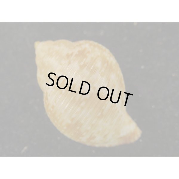 画像2: ウズラミヤシロ (2)