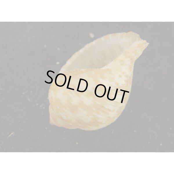 画像3: ウズラミヤシロ (3)