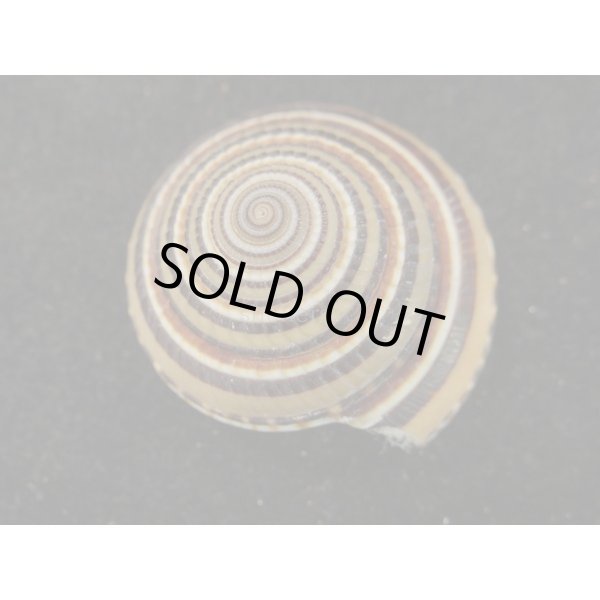 画像2: クロスジグルマ (2)