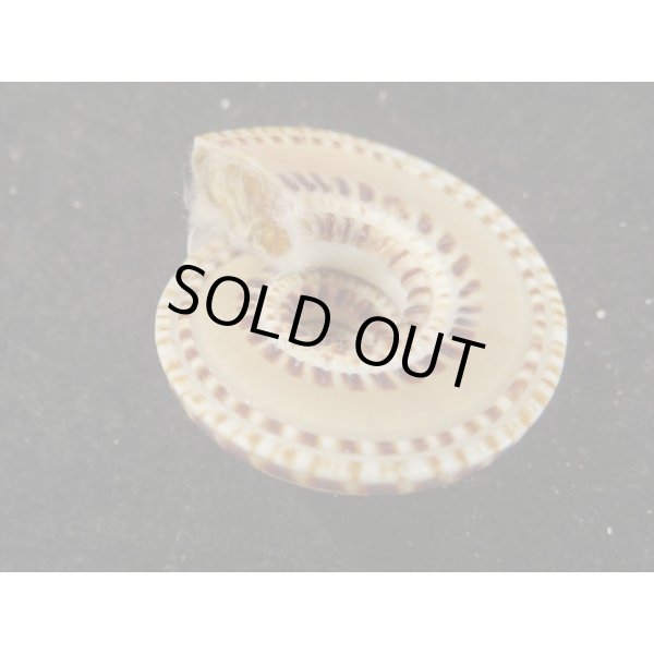 画像3: クロスジグルマ (3)