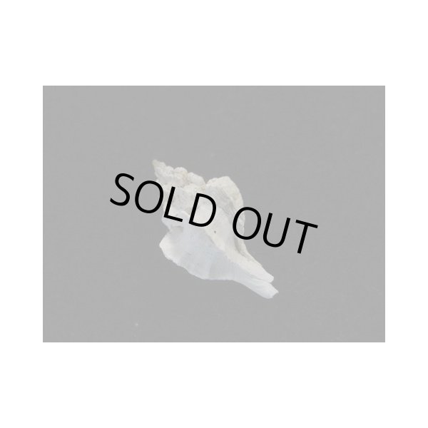 画像2: ワスレツノオリイレ 幼貝 (2)