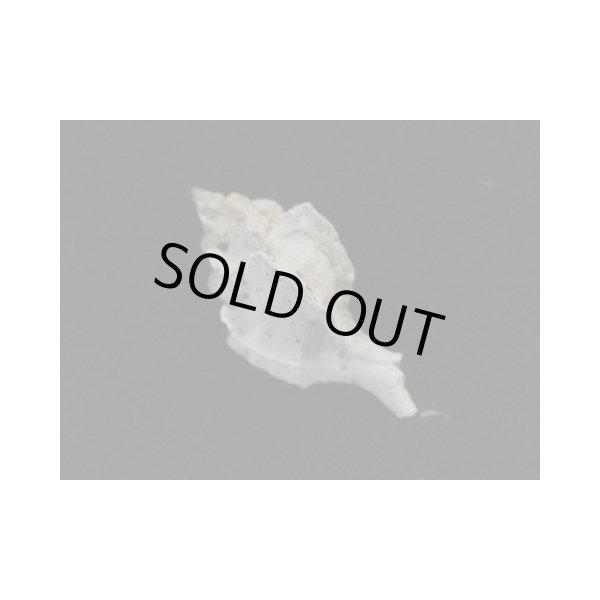 画像2: ワスレツノオリイレ 幼貝 (2)