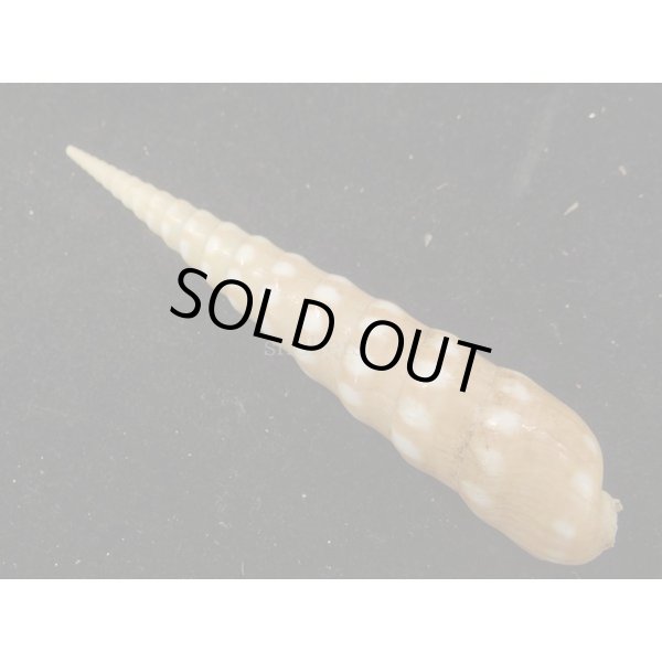 画像2: シロフタケ (2)