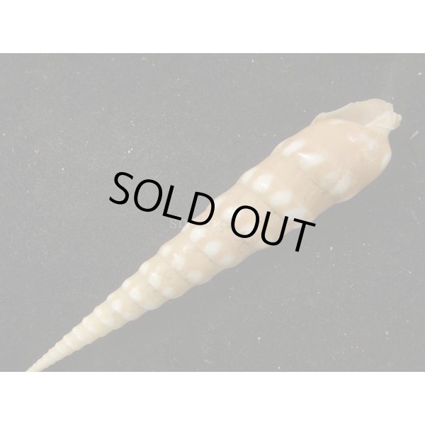 画像3: シロフタケ (3)