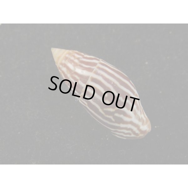 画像2: オオシマヤタテ (2)