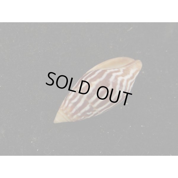 画像3: オオシマヤタテ (3)